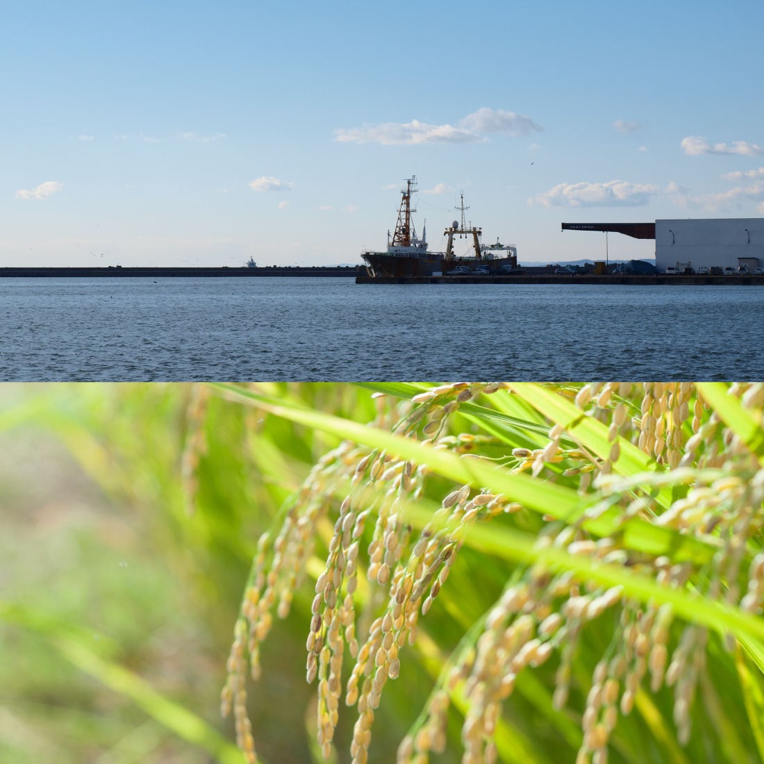 商品開発ストーリー